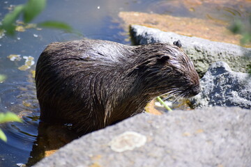 Wall Mural - Nutria putzt sich