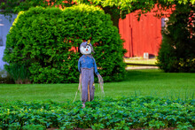 Scarecrow In The Garden Protecting The Strawberry Patch