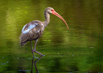 Wall Mural - Juvenile White Ibis walking in shallow water along the Shadow Creek Ranch Nature Trail in Pearland, Texas!