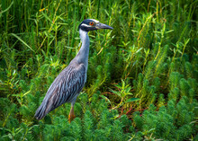 Yellow-crowned Night-Heron Searching For A Meal In Some Nice Green Plants At Resoft Park In Alvin, Texas!