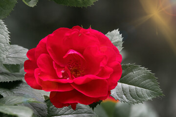 Wall Mural - Beautiful flower in the garden