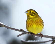 Yellowhammer (Emberiza Citrinella) Male Sitting On A Branch In Winter.
