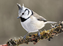 European Crested Tit (Lophophanes Cristatus) Sitting On A Mossy Branch.