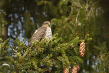 Young Eurasian Sparrowhawk (Accipiter Nisus) Sitting On A Spruce In The Forest.