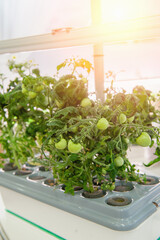 Wall Mural - An immature organic tomato plant. Tomatoes growing on a vine. Tomato trees are grown in cassettes in greenhouses