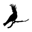 cockatoo silhouette icon