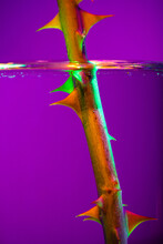 Closeup Rose Stem With Thorns In Clear Water Over Purple Background In Neon Light. Concept Of Floristry, Decorations, Creativity, Decor