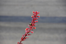 Single Red Yucca Flower Stem With Fruit Capsules