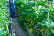 © Jotagp - vegetable garden in the garden