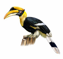 Indian Hornbill (Anthracoceros Coronatus)