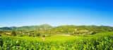 Fototapeta  - Panorama of a vineyard in spring. Agriculture.