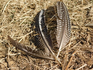 Two Guinea Fowl feathers lying in a golden grass field on a sunny day, in Gauteng, South Africa 