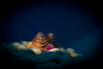 Christmas tree worm (Spirobranchus giganteus) on the reef off the Dutch Caribbean island of Sint Maarten