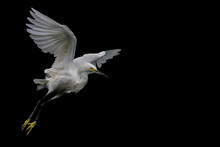 Snowy Egret (Egretta Thula) On Black Background...Add Your Message Or Content