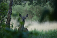 Red Deer Female, Cervus Elaphus, Cooling  On A Spring Forest With Trees In Background, Wildlife Forest Nature.