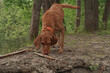 Water games at the lake with a Magyar Vizsla wirehair .