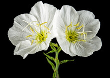 Two White Flower Of Oenothera, Isolated On Black Background