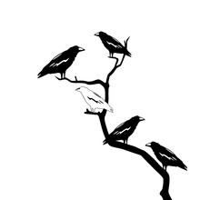 One White Crow Among All Blacks Crows Sitting On A Branch. Not Like Everyone Else Concept. Other Thinking. Vector Illustration.