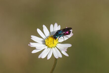 Close Up Cuckoo Wasp, Emerald Wasp, Family Chrysididae. On A Flower Of Common Daisy Bellis Perennis, Family Asteraceae. Dutch Garden, June 