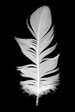 White Feather Of A Goose On A Black Background