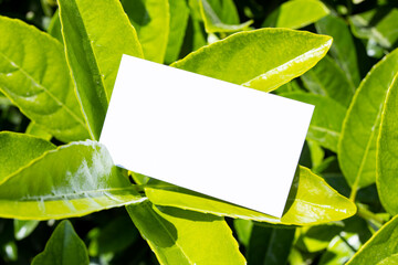 Flat card on tropical leaves outside for web background design. White isolated background. Abstract landscape background. Happy holiday. Web banner template. Natural beauty.