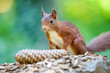 canvas print picture - Eichhörnchen im Wald beim essen