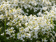 © Valkantina - Perennial herbaceous plant. Delicate white flowers. Abundant white blooming