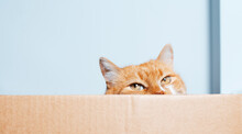 Portrait Of Red-white Playful Cat Waiting For Games In The Cardboard Box.