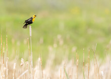 Yellow-headed Blackbird (Xanthocephalus Xanthocephalus) Singing On Cattails, Kamloops, Canada