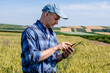 Farmer standing in the wheat field estimating the yield with a help of a smartphone app. Agronomist assess the quality of the wheat grain.