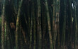 bamboo bambus dark background closeup panoramic view asian bamboo