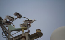 Seagulls On A Ships Main Mast