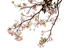 Tabebuia Heterophylla, Pink Trumpet Tree, Flowering Branches Isolated On White Background
