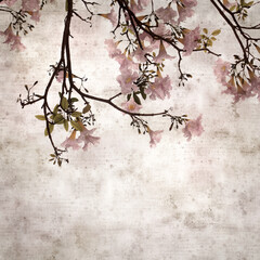  square stylish old textured paper background with Tabebuia heterophylla, pink trumpet tree, flowering branches
