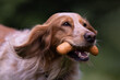 Springer spaniel dog running, carrying a sausage in its mouth.