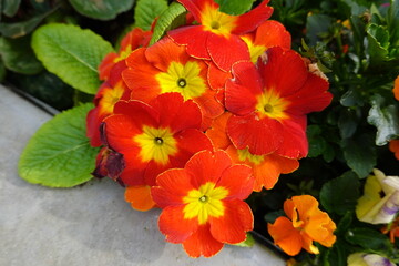 Wall Mural - A reliable bloomer, Primula 'Crescendo Bright Red' (Polyanthus Primrose) is a semi-evergreen or evergreen perennial producing umbels of bright red flowers adorned with a bright yellow heart.