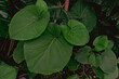 canvas print picture - Tropisches Pflanzenblatt im botanischen Garten