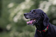 Outdoor profile portrait of a black Labrador retriever dog  with a green background.