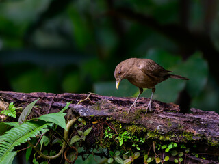 Clay-colored Thrush standing a log against green background