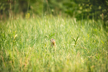 Wall Mural - wild little cute gopher hid in the tall grass