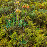 Fototapeta  - Red flowering Cotyledon succulent plant in Karoo