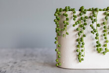 String Of Peas Or String Of Pearls Hanging From A Decorative Planter With Copy Space