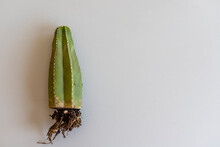 Stenocereus Marginatus Mexican Fencepost Bare Roots Cactus With Copy Space