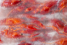 Red Lobsters In The Ice. Frozen Foods. Luxury Fresh Seafood.  Fresh Frozen Seafood.