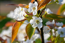 Pyrus Pyrifolia Asian Pear White Tree Flowers In Bloom, Nashi Flowering Branches