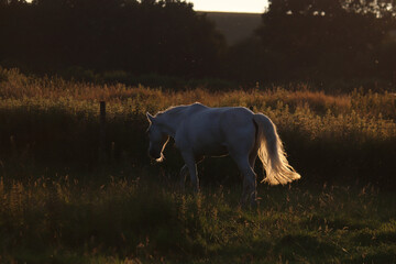 Wall Mural - Wild Welsh Mountain Pony - Brecon Beacon National Park