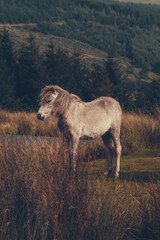 Wall Mural - Wild Welsh Mountain Pony - Brecon Beacon National Park