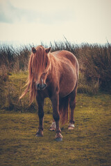 Wall Mural - Wild Welsh Mountain Pony - Brecon Beacon National Park