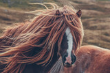 Wild Welsh Mountain Pony - Brecon Beacon National Park