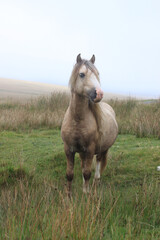 Wall Mural - Wild Welsh Mountain Pony - Brecon Beacon National Park